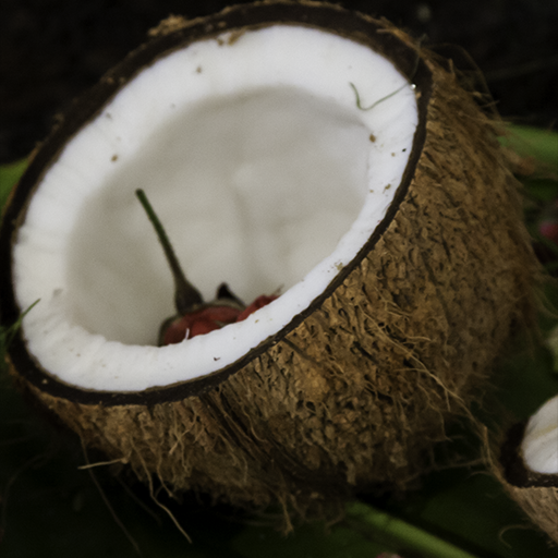 Coconut